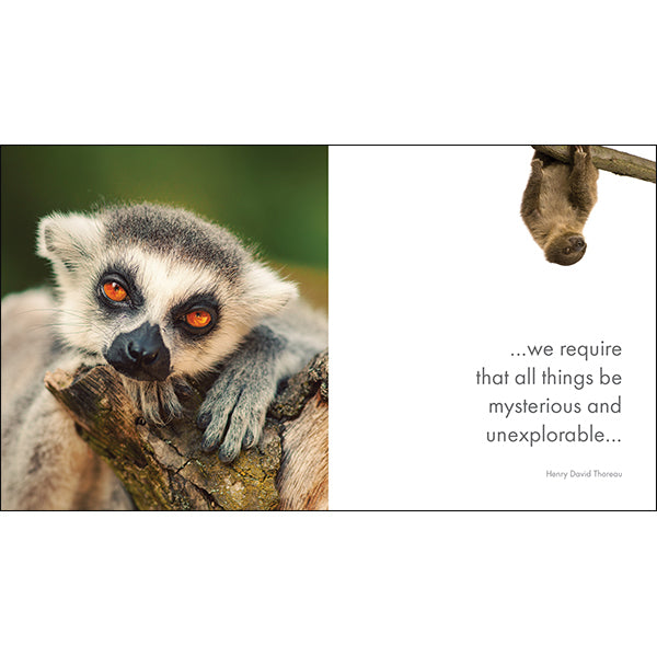 Inspirational Quote Book - A Little Book of Jungle Joy